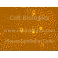 C57BL/6-GFP Mouse Primary Gingival Epithelial Cells
